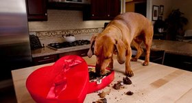 Fera24 Akcija izvēlētām precēm dzīvnieku barībai e-veikalā Fera24.lv